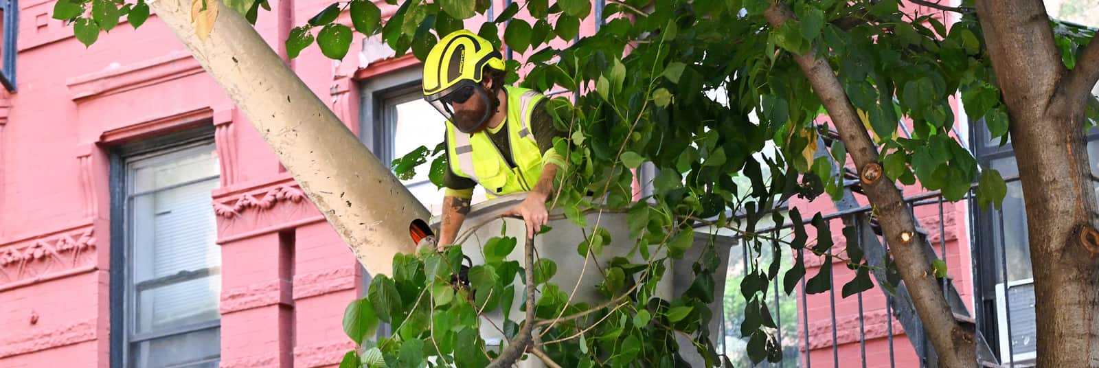 Tree service completed job