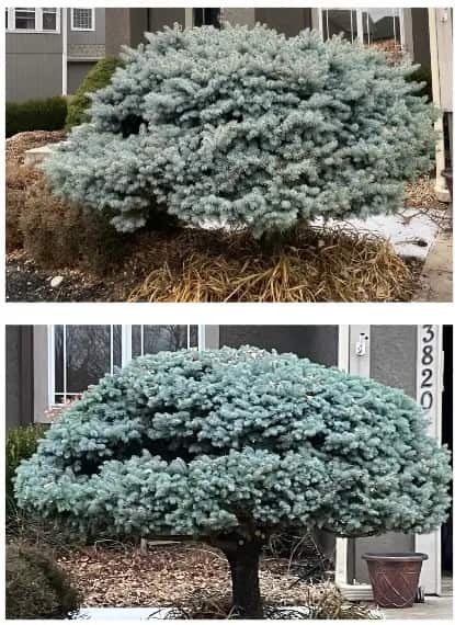 Royal Tree Service project