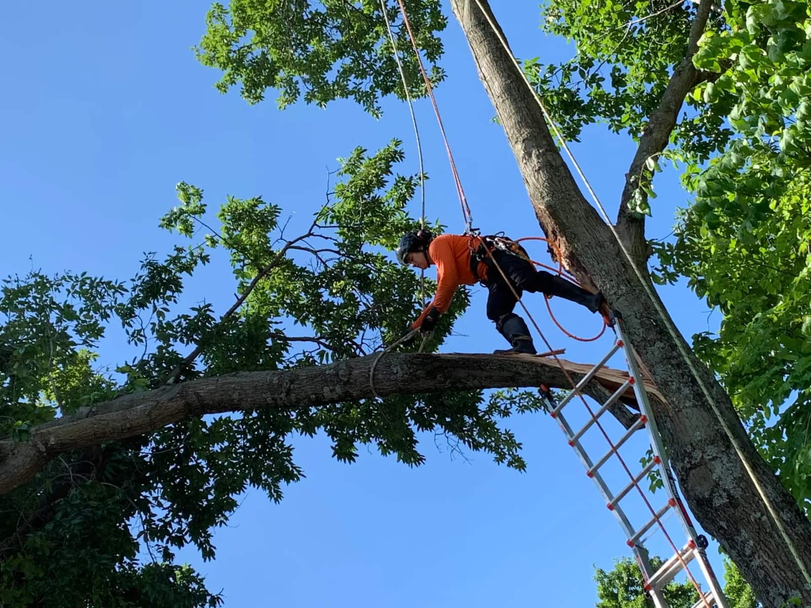 Completed tree work by Royal Tree Service