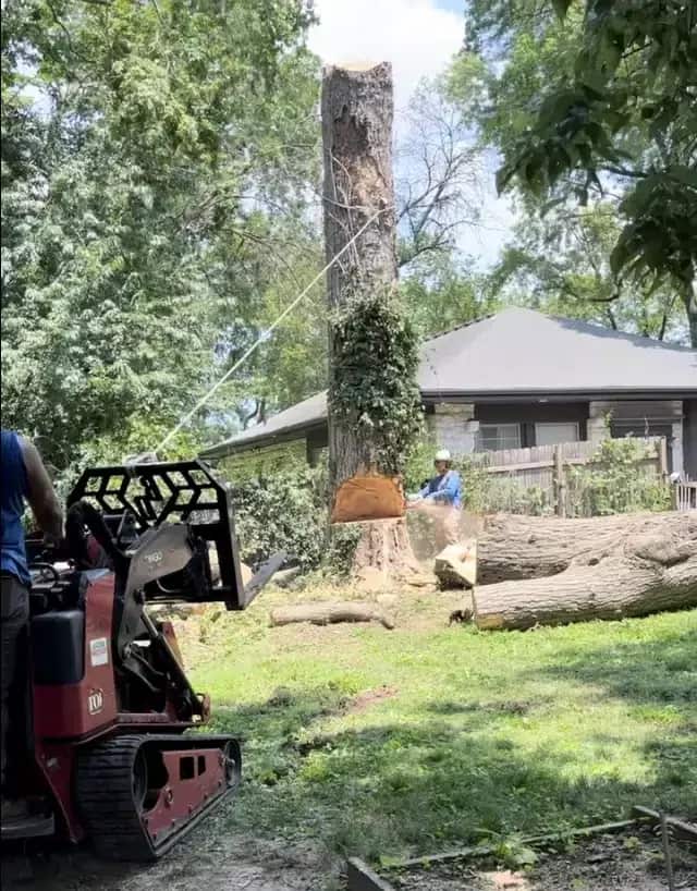 Royal Tree Service crew work