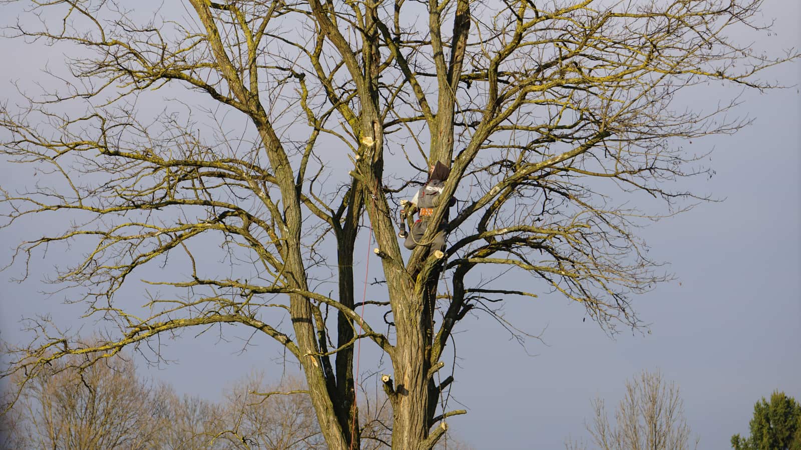 Ornamental Tree Trimming service