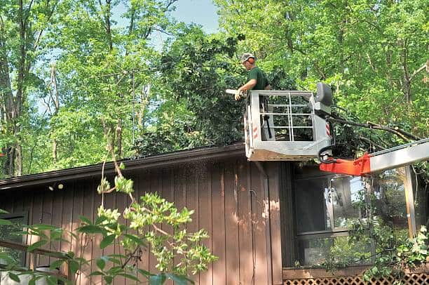 Tree Pruning service