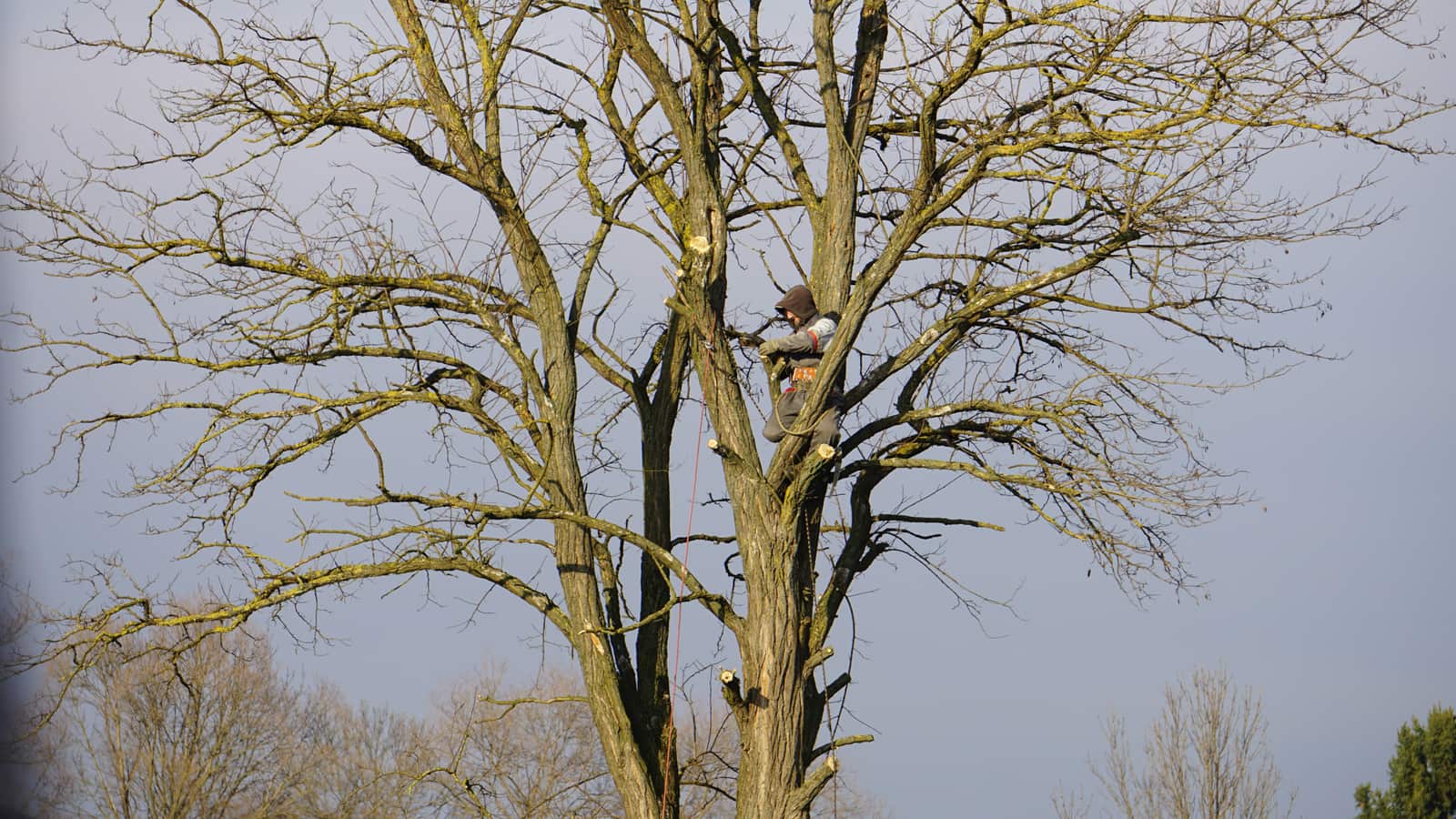 Tree care project